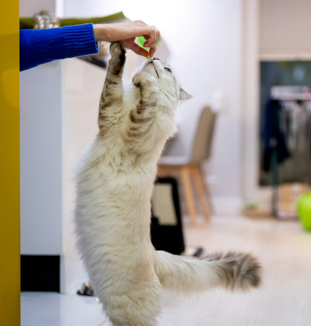 a white cat standing on its hind legs