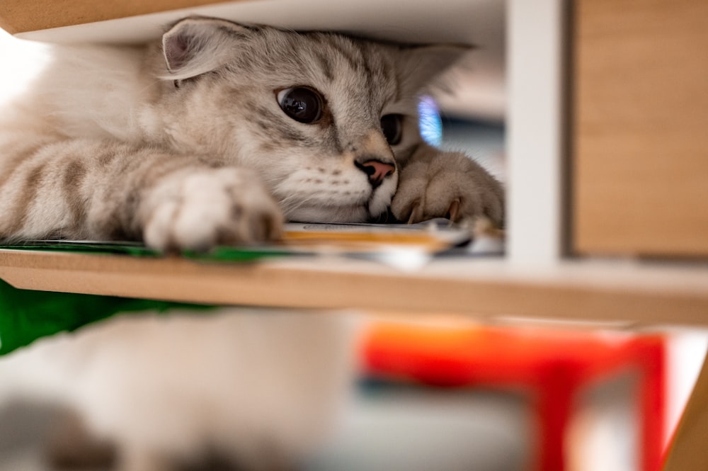 a cat laying on top of a wooden table