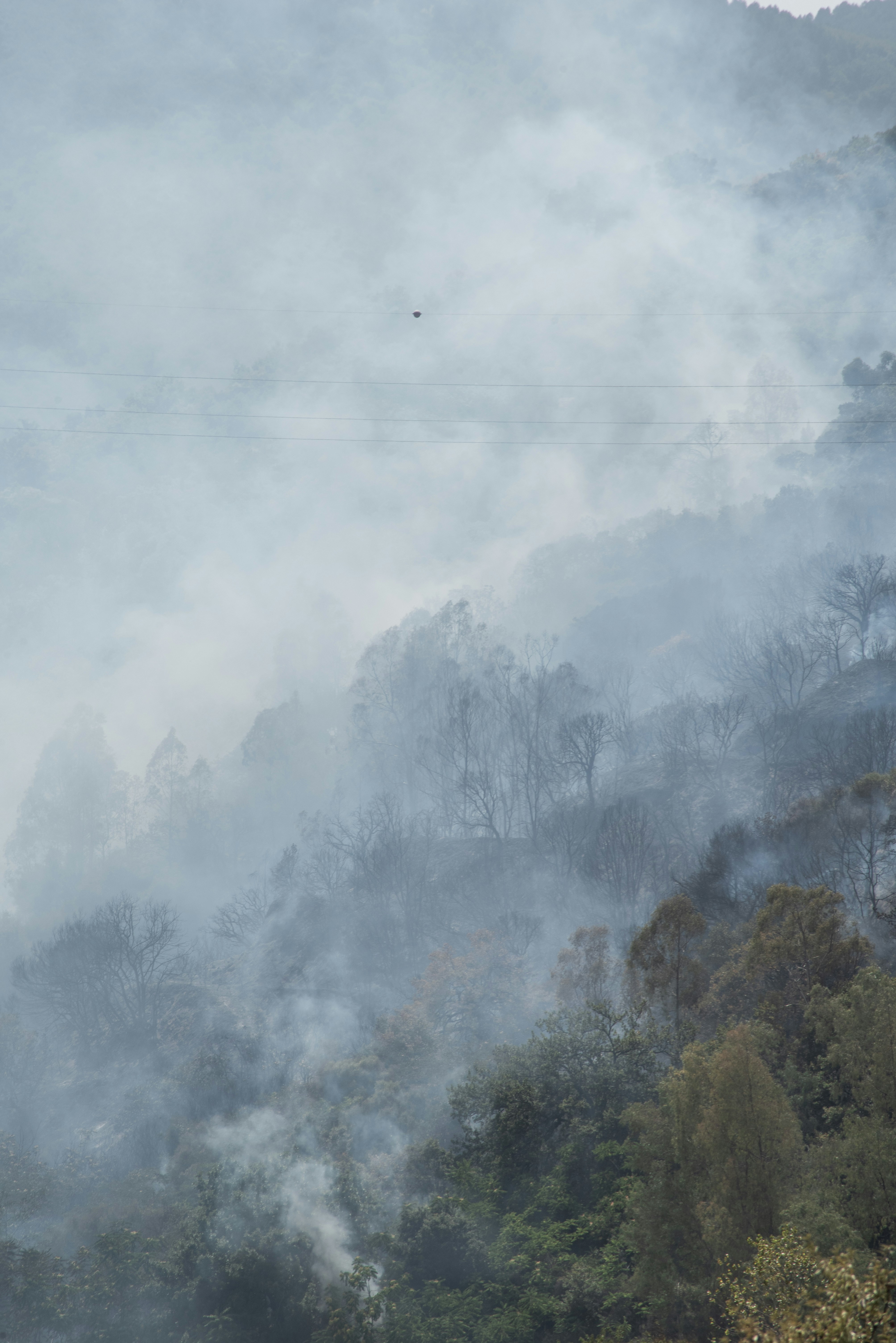 Photo by serenarepice