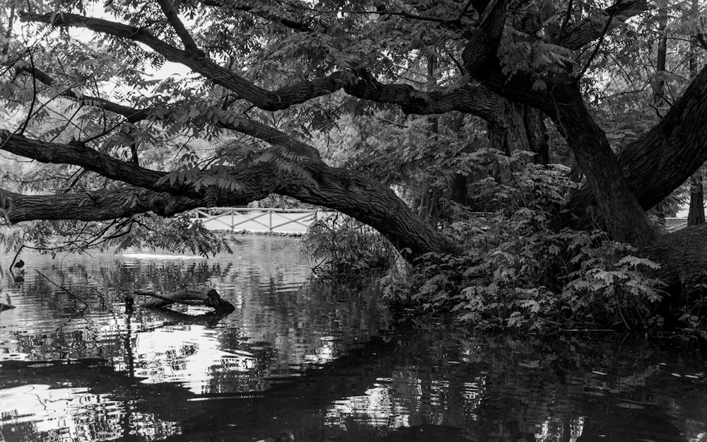 a black and white photo of a tree over a body of water