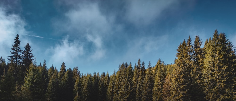 a group of trees in a forest under a blue sky