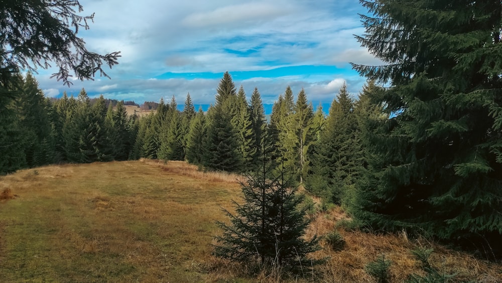 a grassy field surrounded by tall pine trees