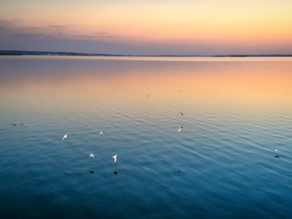 a large body of water with birds flying over it