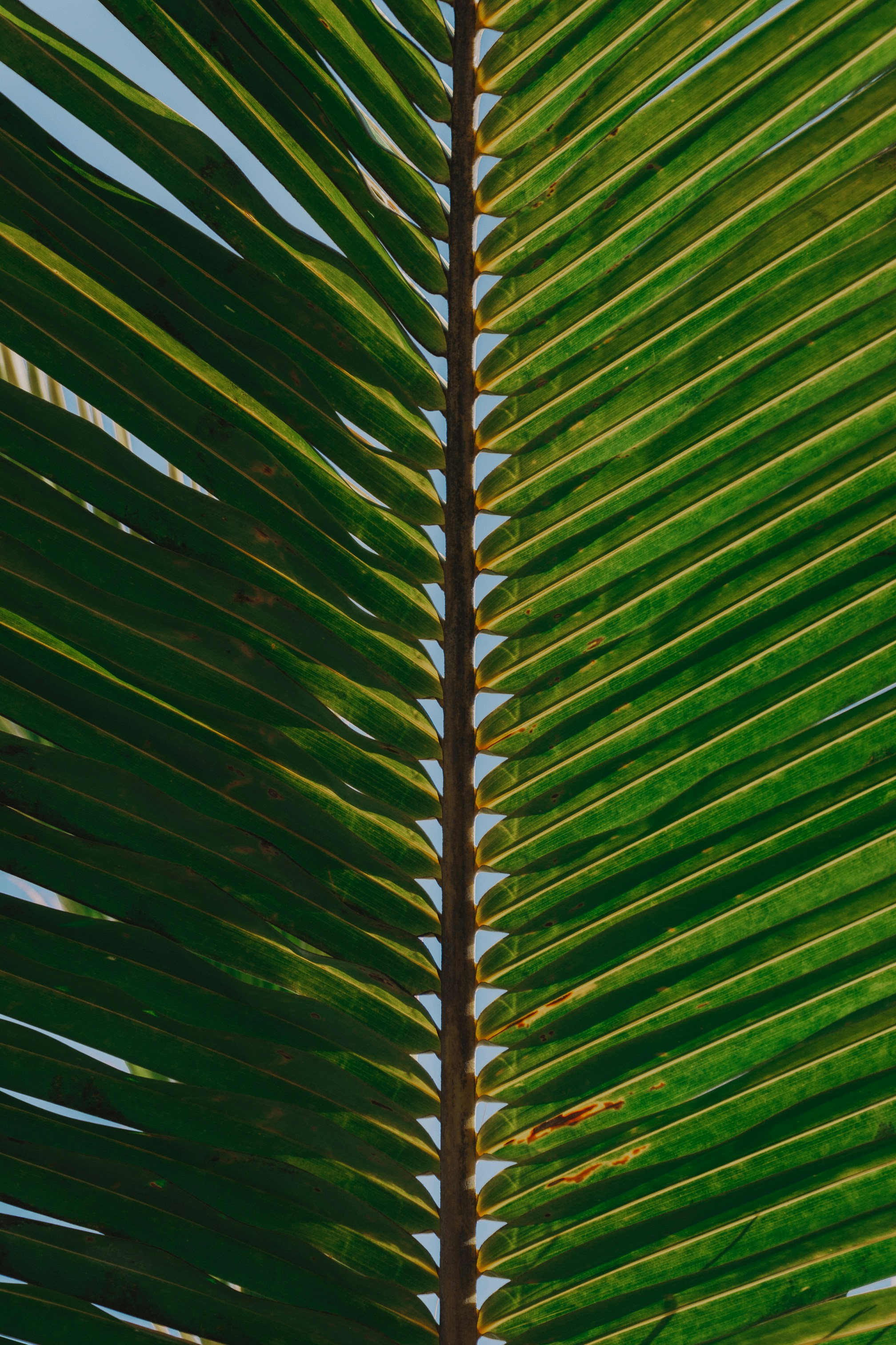 Photo by oliviarosth