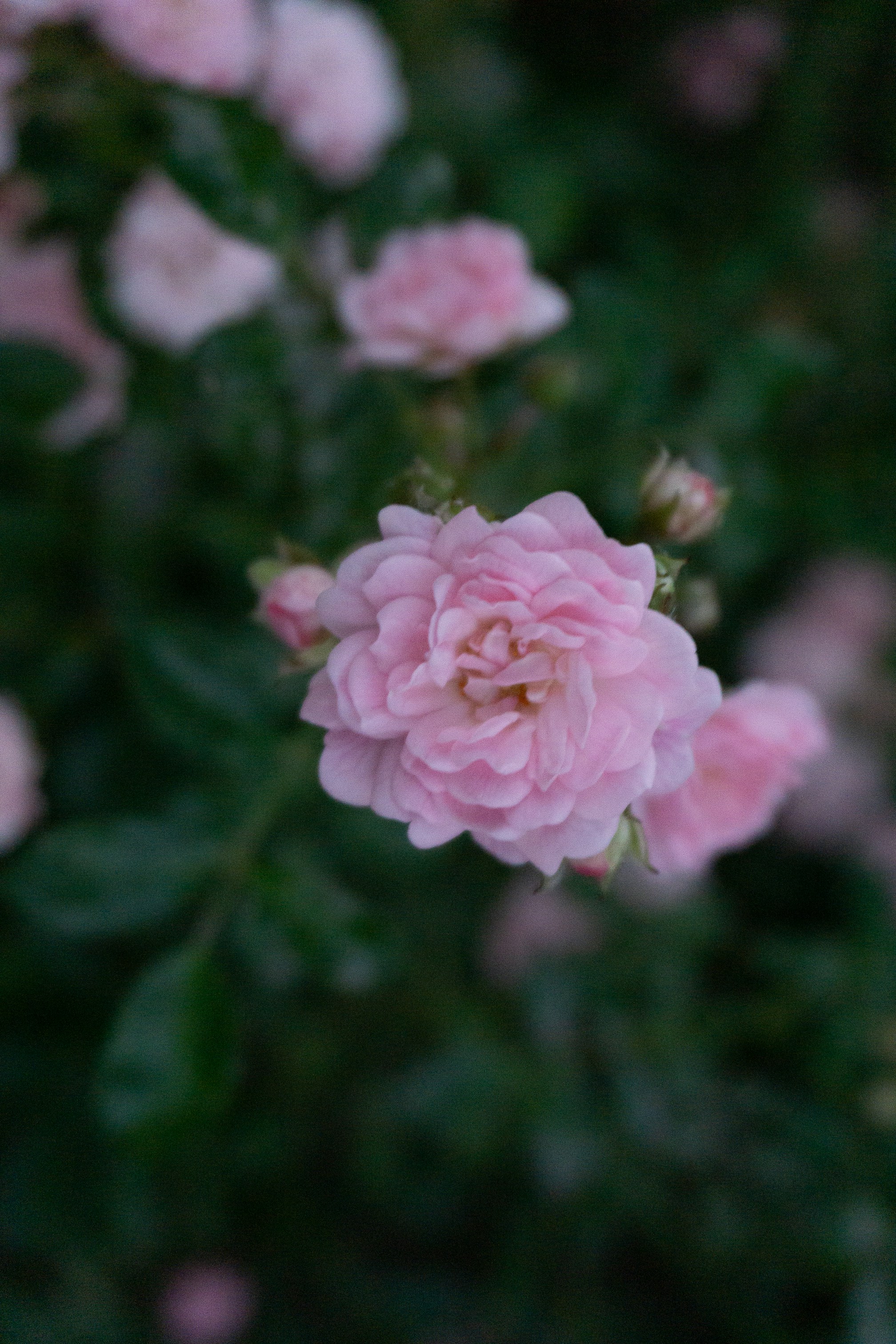 Photo by oliviarosth