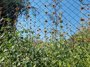 A metal fence with a diamond pattern stands in front of tall green plants with orange flowers. The blue sky is visible in the background, along with some scattered trees.