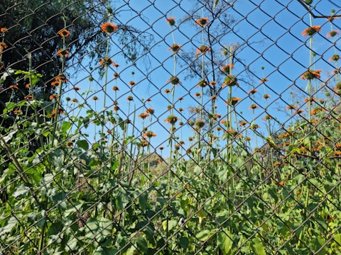 A well-fenced residential garden showcasing diamond mesh fencing.