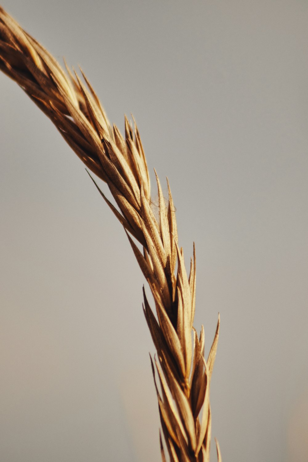 a close up of a plant with a gray sky in the background