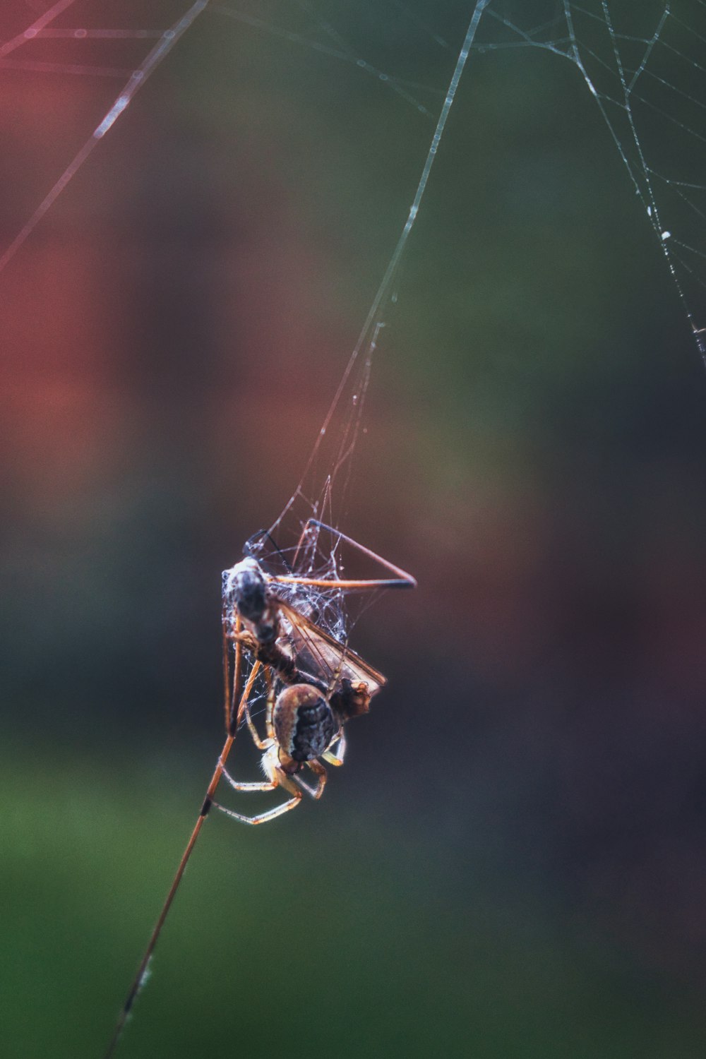 a close up of a spider on a web