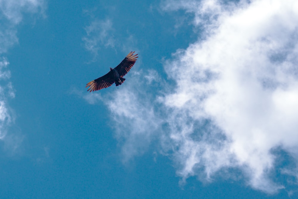 a large bird flying through a cloudy blue sky