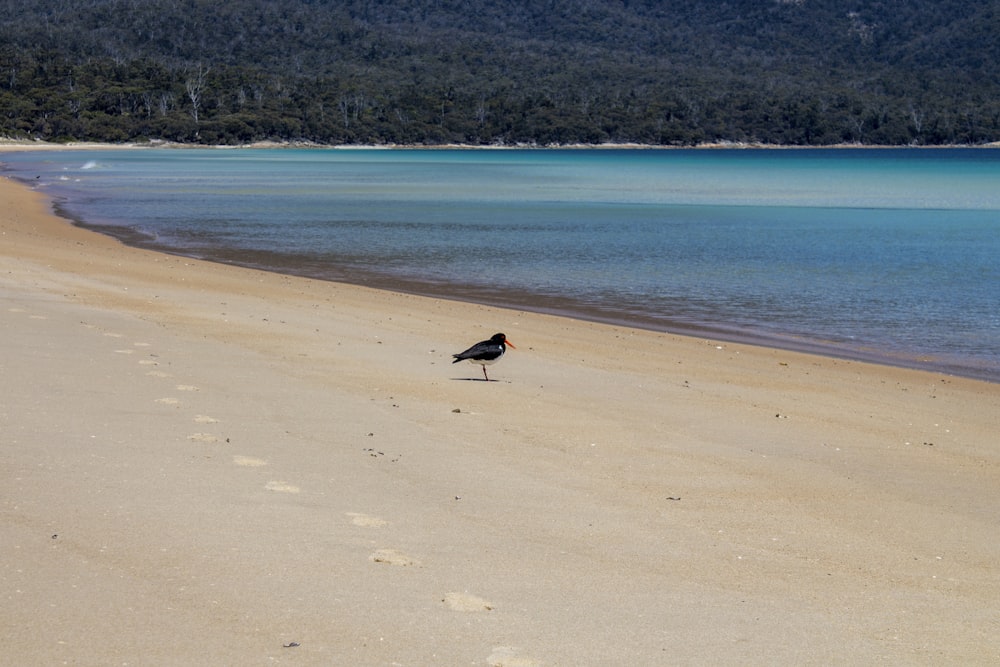 海の隣のビーチに立つ鳥