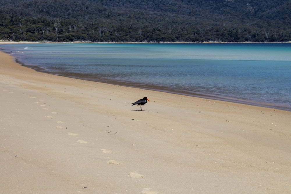 Ein Vogel steht an einem Strand am Meer