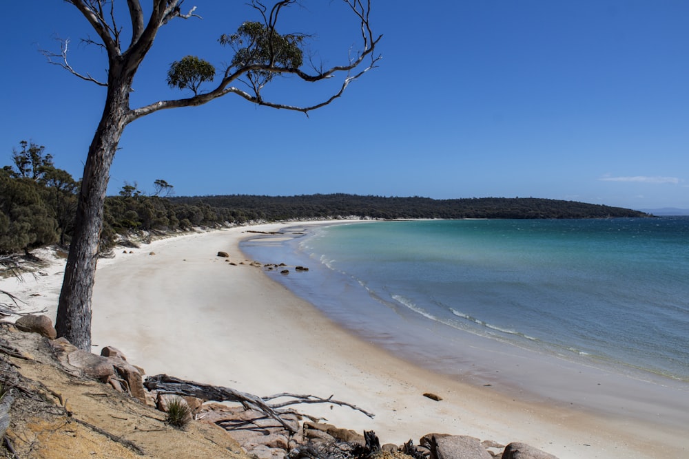 uma praia de areia com uma árvore em primeiro plano