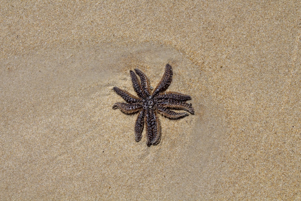a starfish in the sand on a beach