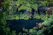 a pond surrounded by trees in a forest