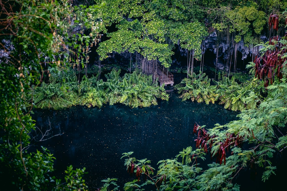 a pond surrounded by trees in a forest