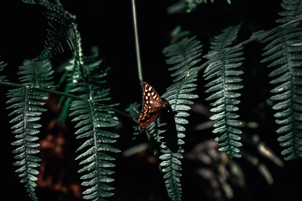 a butterfly is sitting on a fern leaf