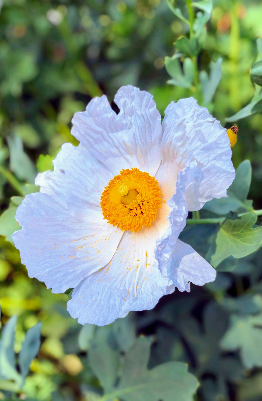 une fleur blanche avec un centre jaune entouré de feuilles vertes