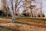 A snapshot of a peaceful park bench under autumn trees.