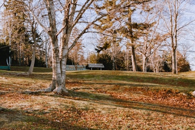 A snapshot of a peaceful park bench under autumn trees.