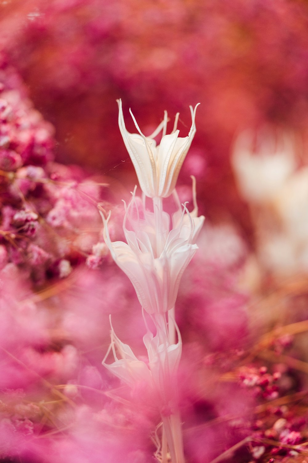 a close up of a white flower with pink flowers in the background