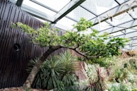 A lush, green indoor garden with a variety of plants and a prominently curved tree. The environment is urban with a modern metal and glass roof structure overhead. The background features a dark wooden panel wall adding a contrasting element to the abundant greenery.
