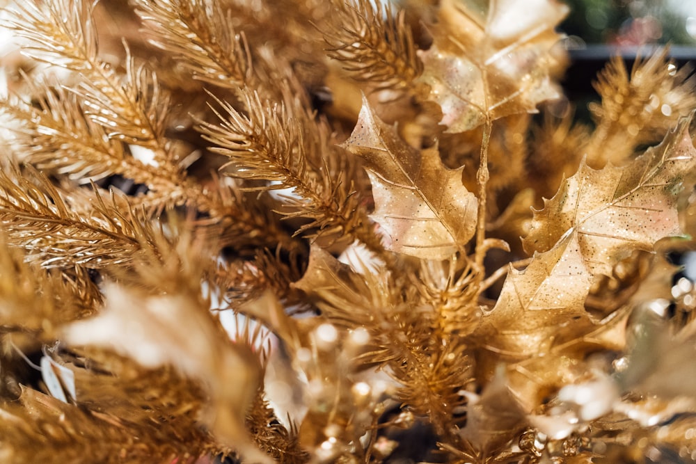 a close up of a plant with lots of leaves