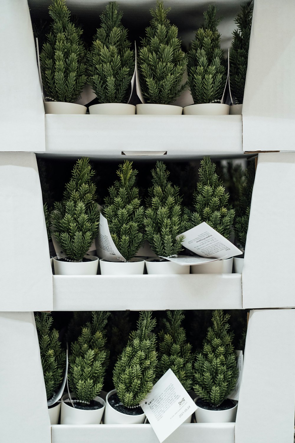 un tas de plantes qui sont dans une étagère