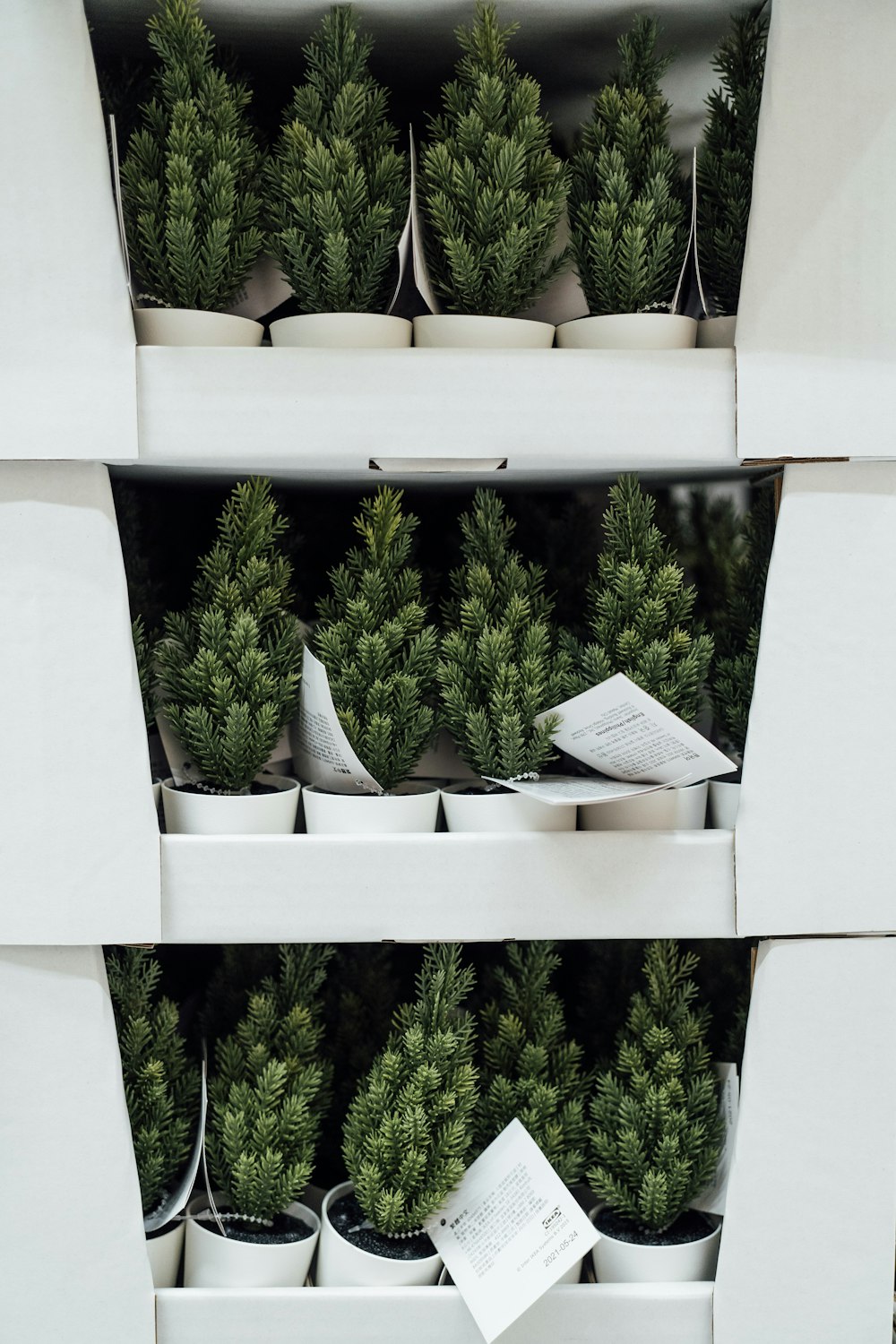 a bunch of plants that are in a shelf