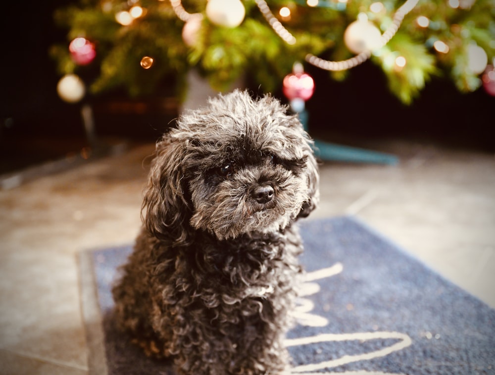 a black dog sitting on a blue rug in front of a christmas tree