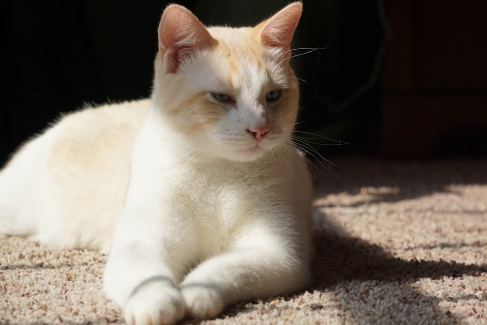 a white and orange cat laying on a carpet