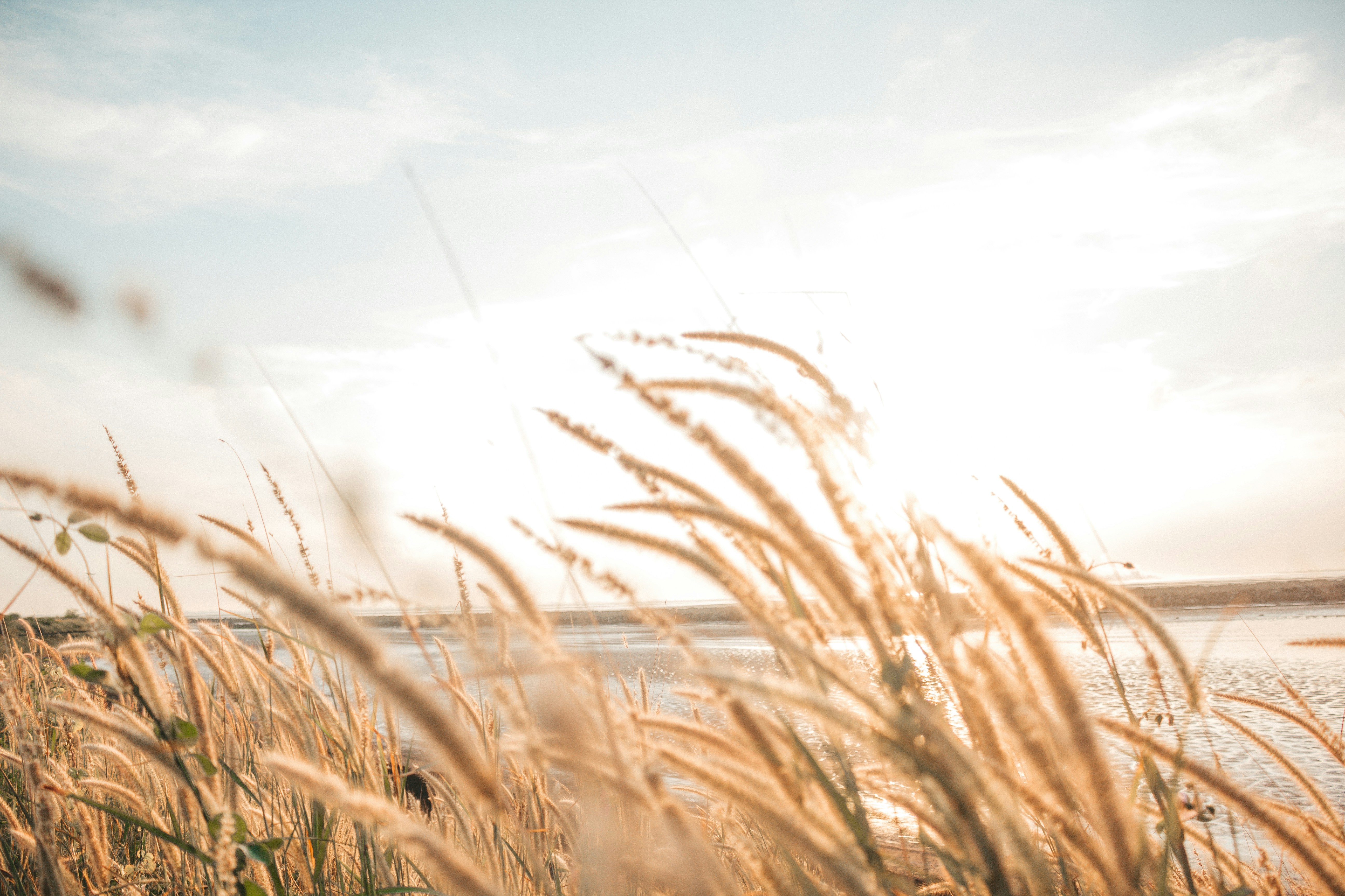 a field of tall grass next to a body of water