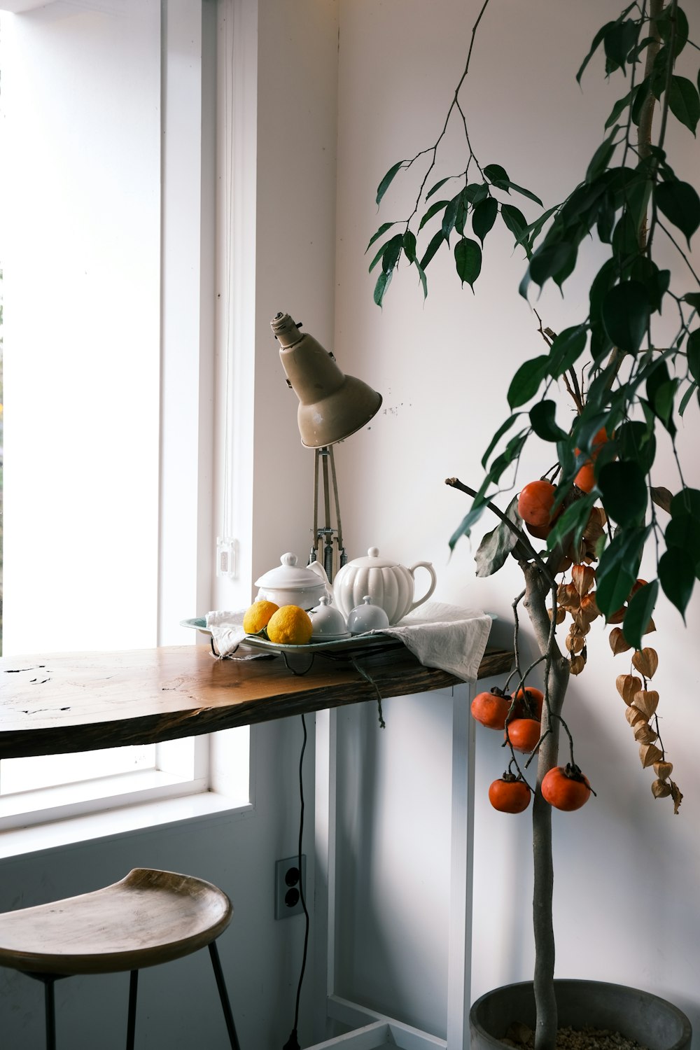 a potted plant sitting next to a window