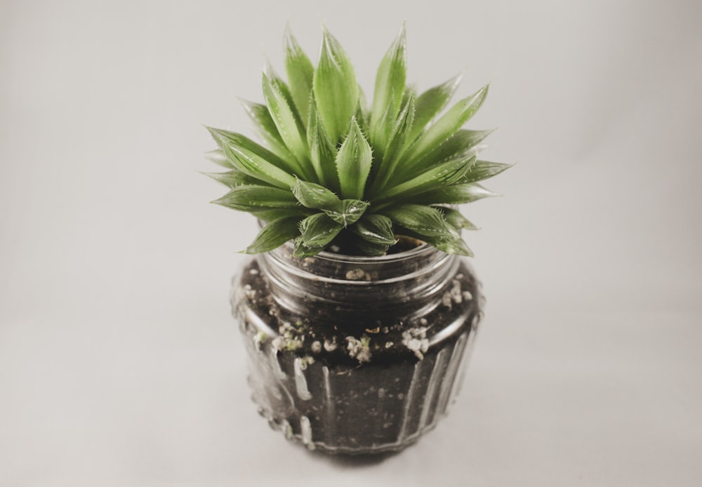 a small potted plant sitting on top of a table