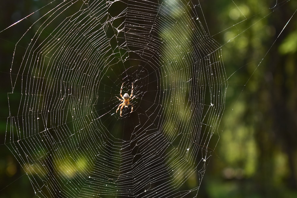 a spider sits on its web in the middle of a forest