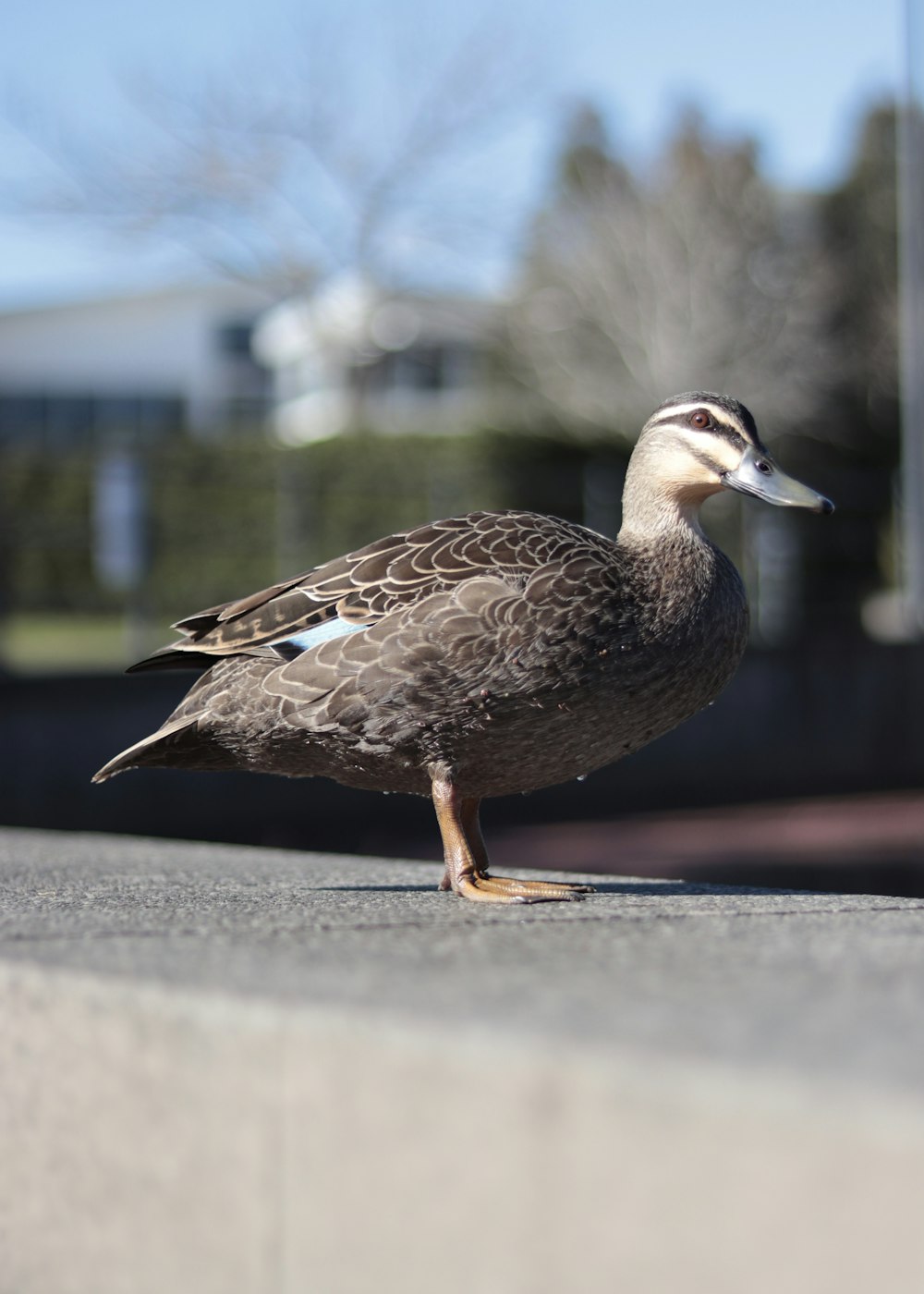 Eine Ente, die auf einem Bürgersteig steht