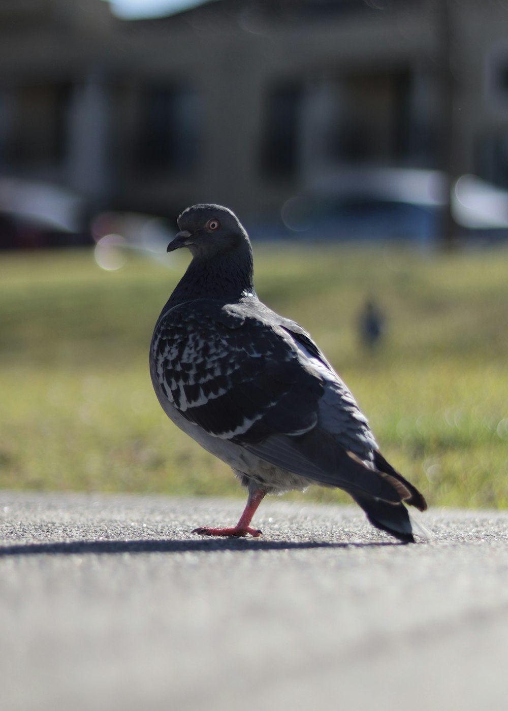 a bird standing on the side of a road