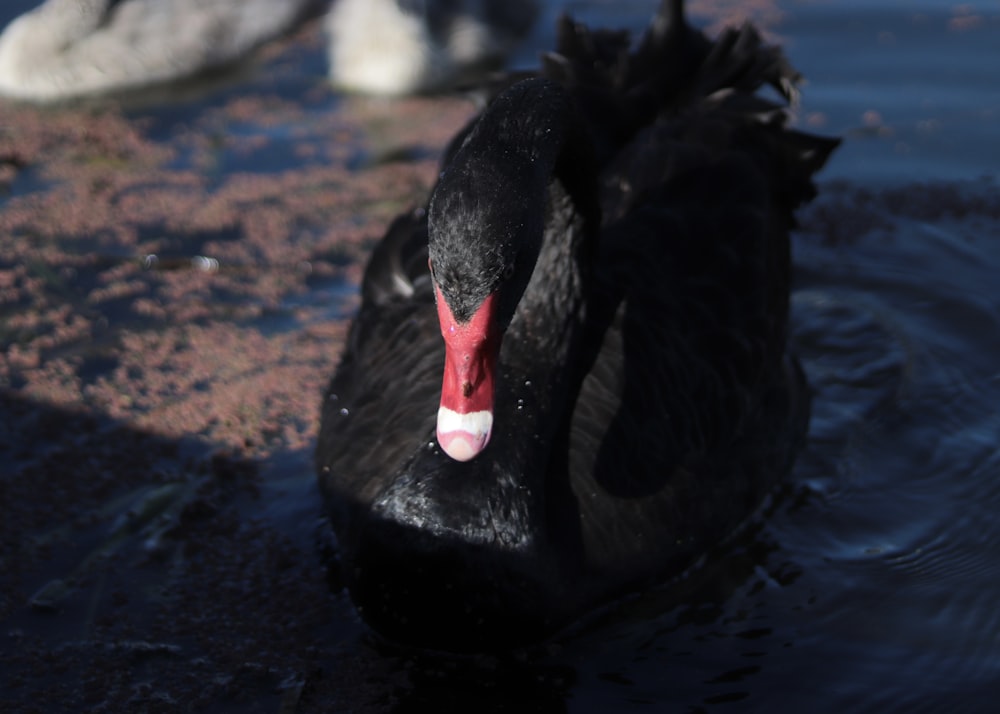 a black swan with its mouth open in the water
