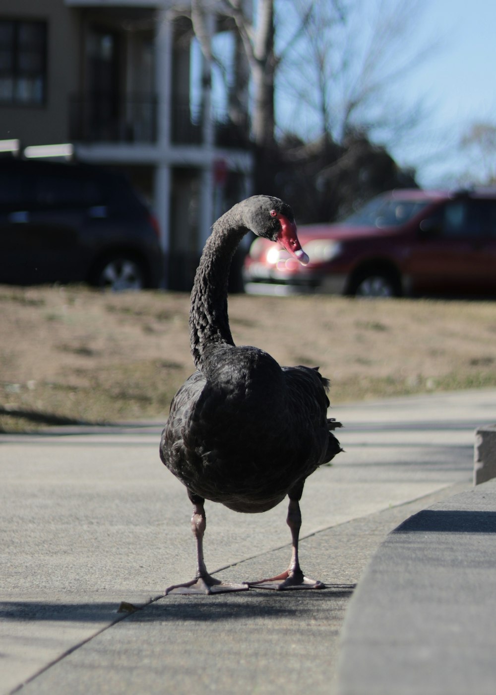 a black bird standing on the side of a road