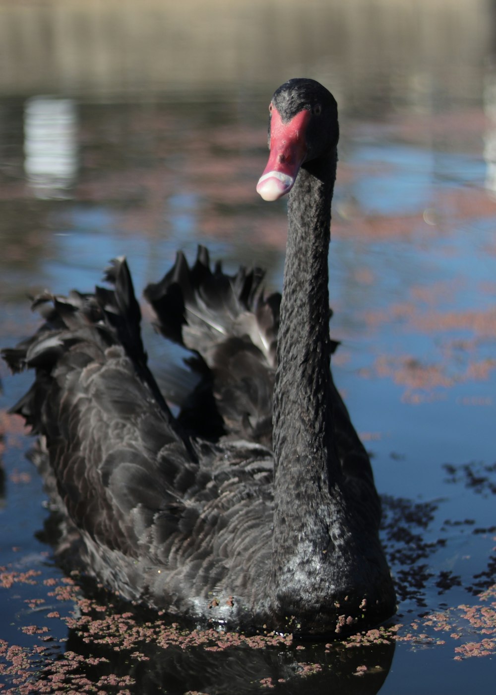 a couple of black swans floating on top of a lake