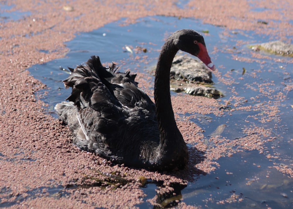 Ein schwarzer Schwan schwimmt im Wasser