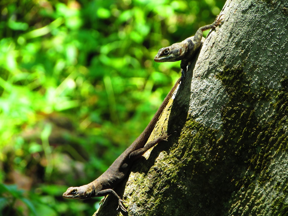 a couple of small lizards climbing up a tree