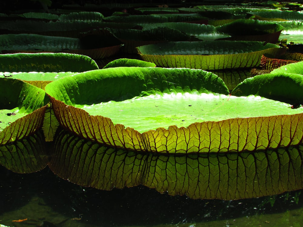 a large green leaf floating on top of a body of water