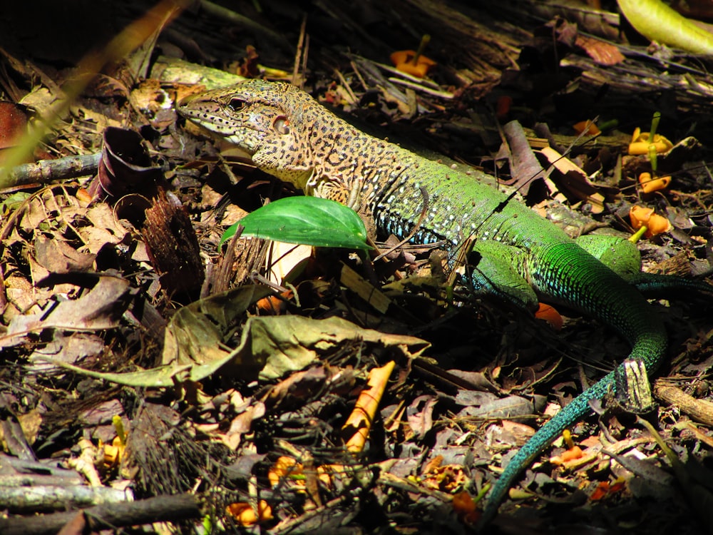 a green and blue lizard laying on the ground