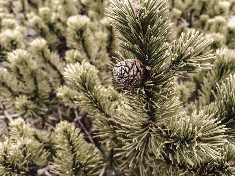 a close up of a pine tree with a pine cone on it