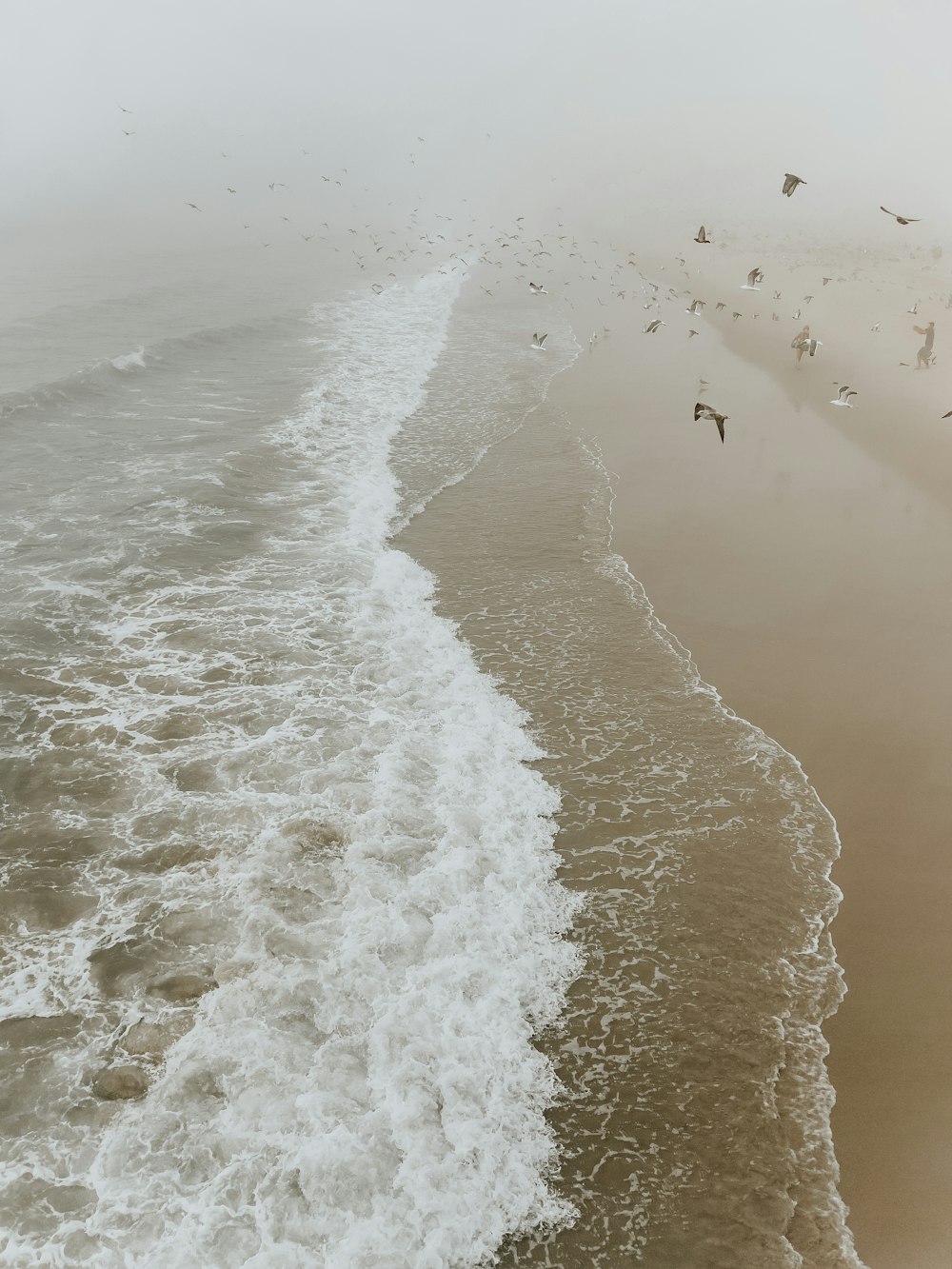a group of birds flying over a beach next to the ocean