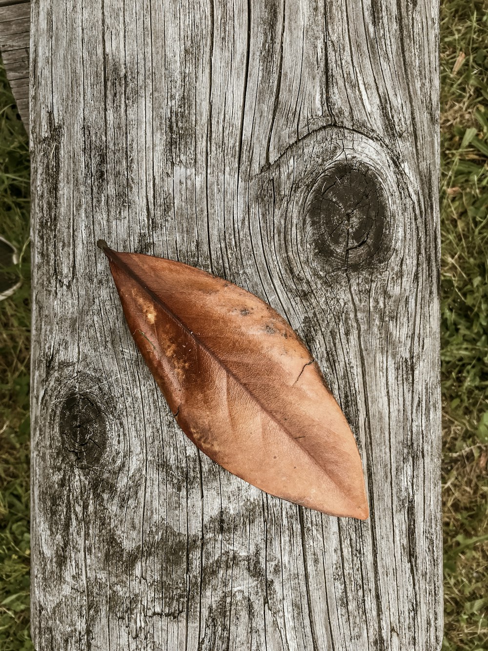 a leaf that is laying on a piece of wood