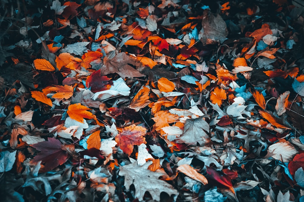 a bunch of leaves that are laying on the ground