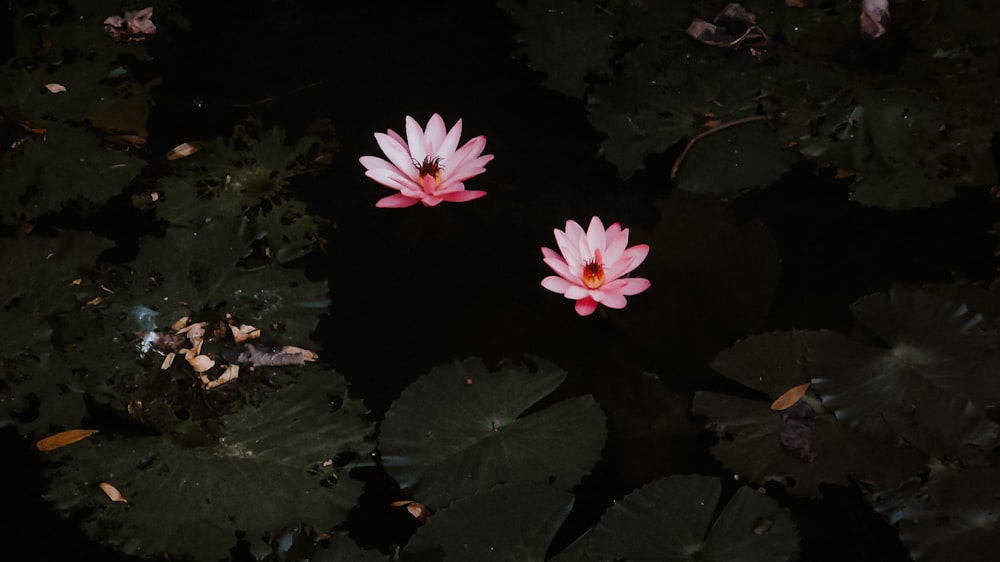two pink water lilies floating in a pond of water