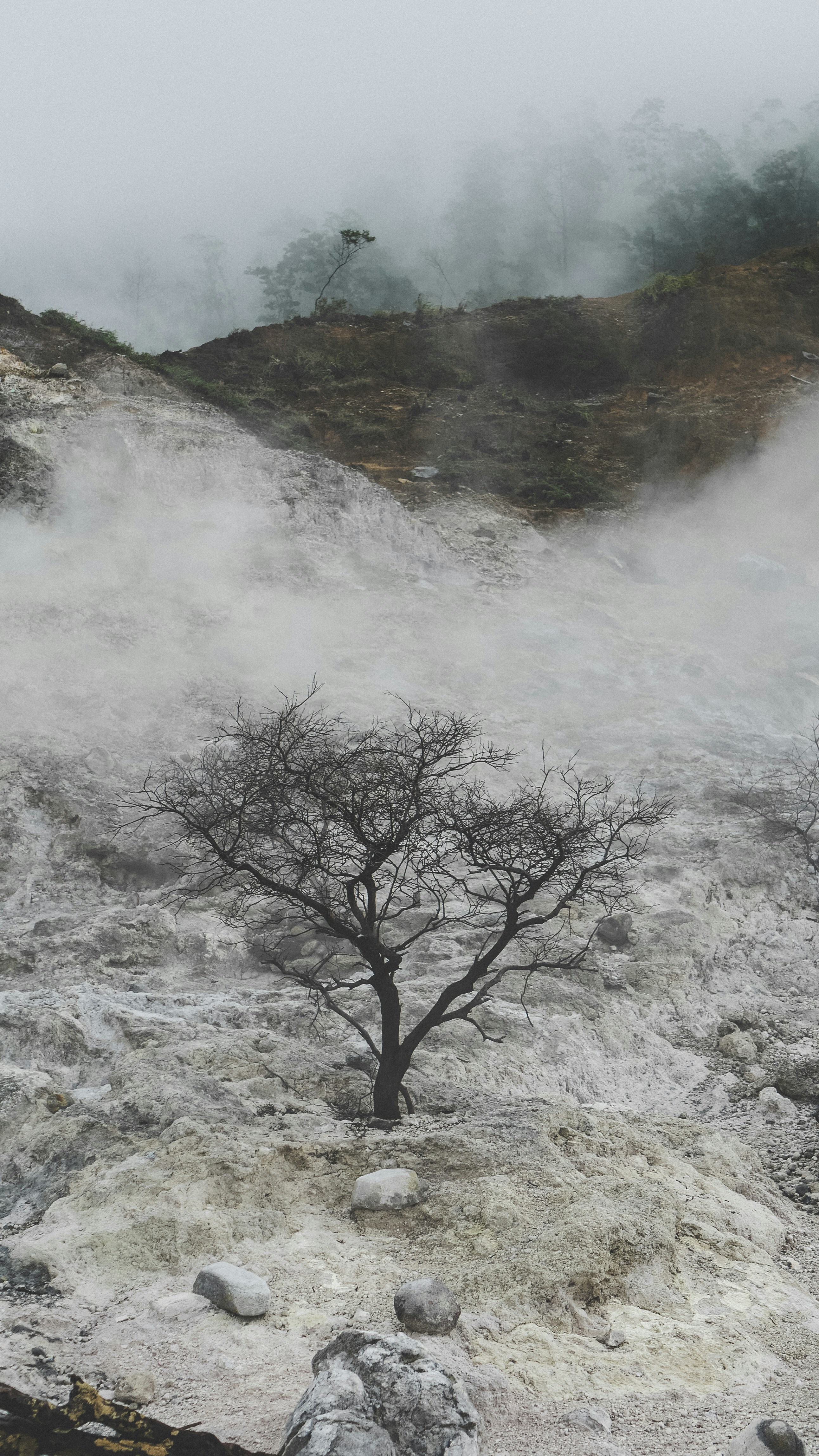a lone tree in the middle of a rocky area